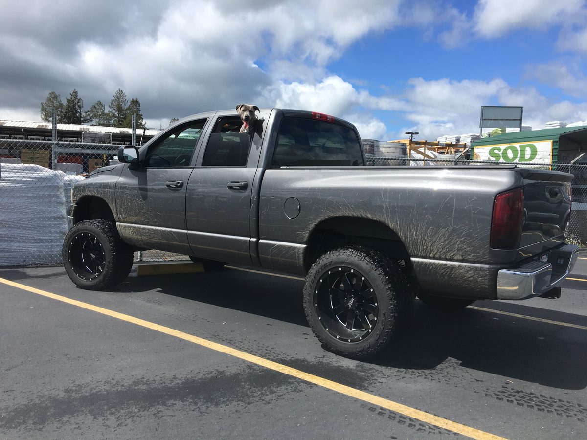 A mud-splattered gray pickup truck with a dog
                                   leaning out of the window.